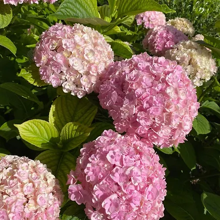 Veronalago Accessibile B&B