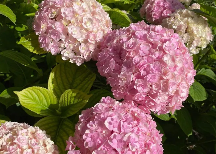 Veronalago Accessibile Panzió